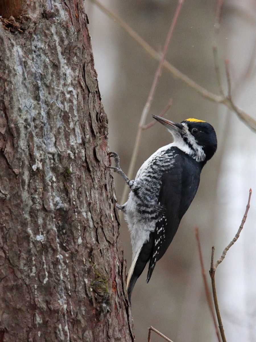 Black-backed Woodpecker - ML645134207
