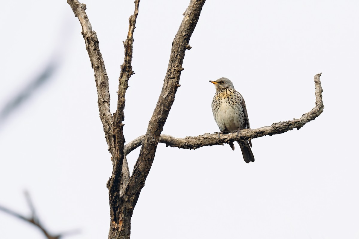 Fieldfare - ML645134212