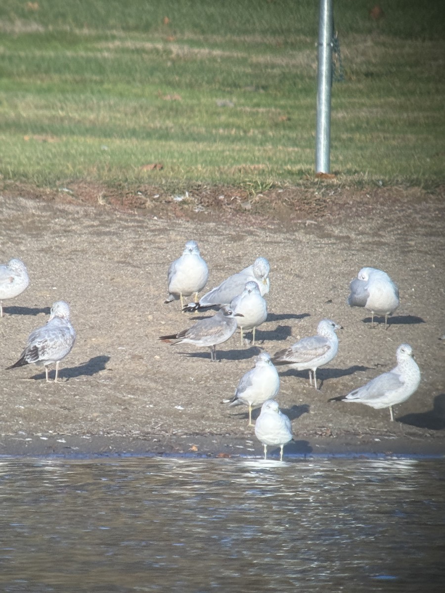 ワライカモメ - ML645134213