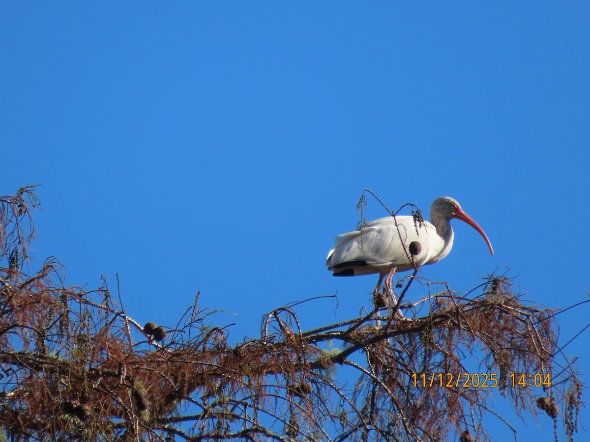 White Ibis - ML645134218