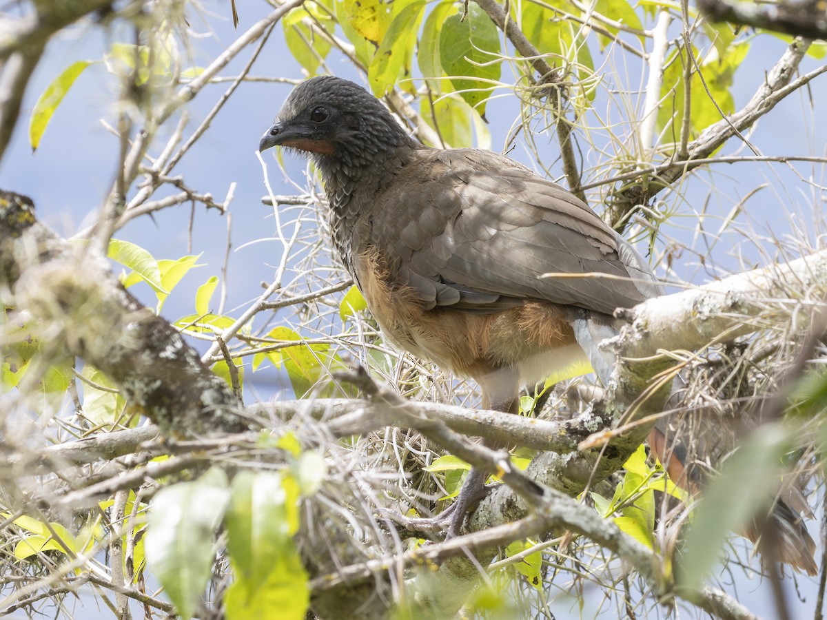Colombian Chachalaca - ML645134225