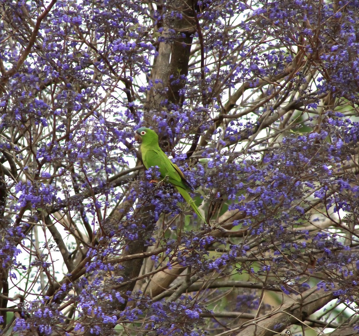 Blue-crowned Parakeet - ML645134226