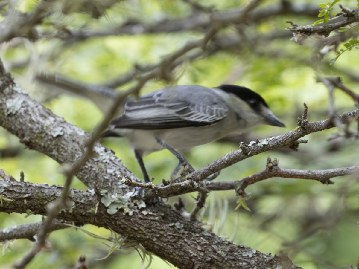 Cinereous Becard - ML645134227