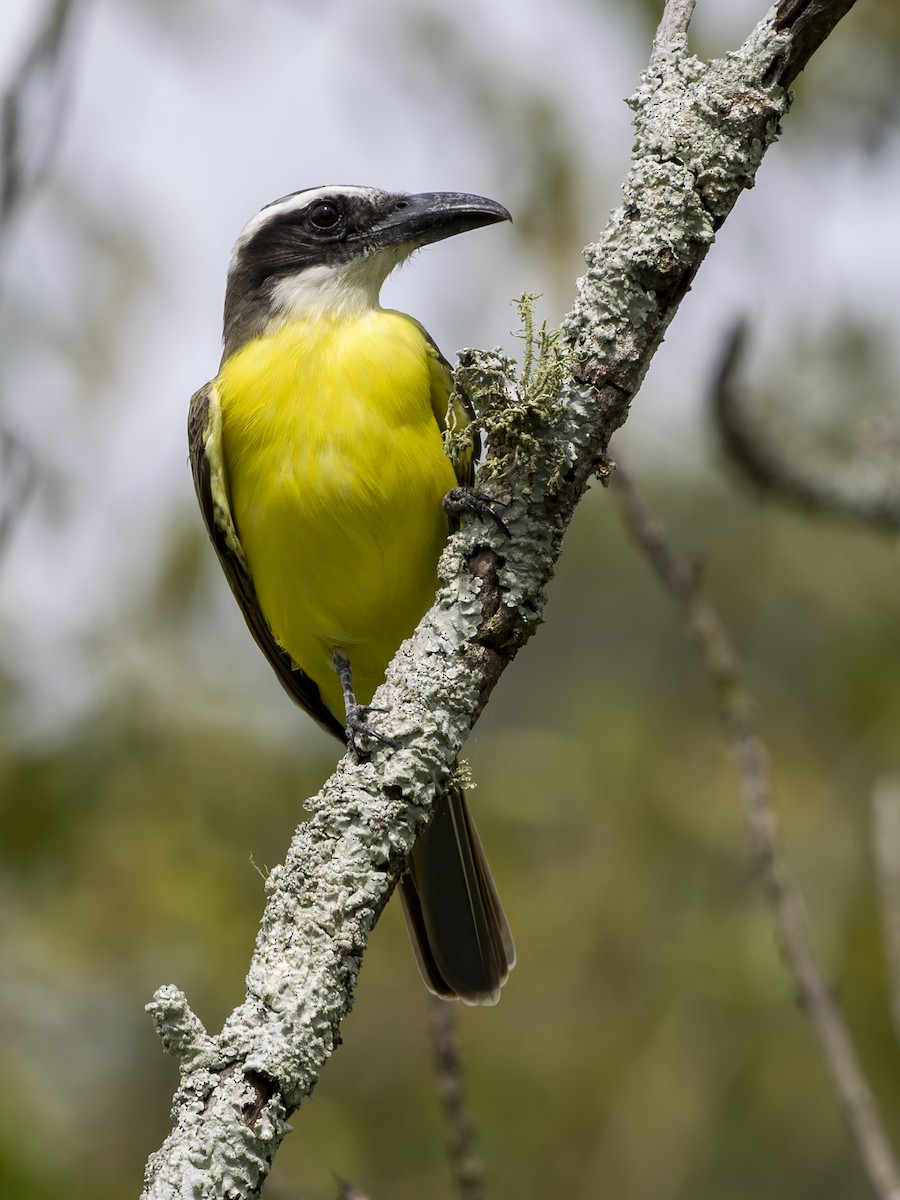 Boat-billed Flycatcher - ML645134230