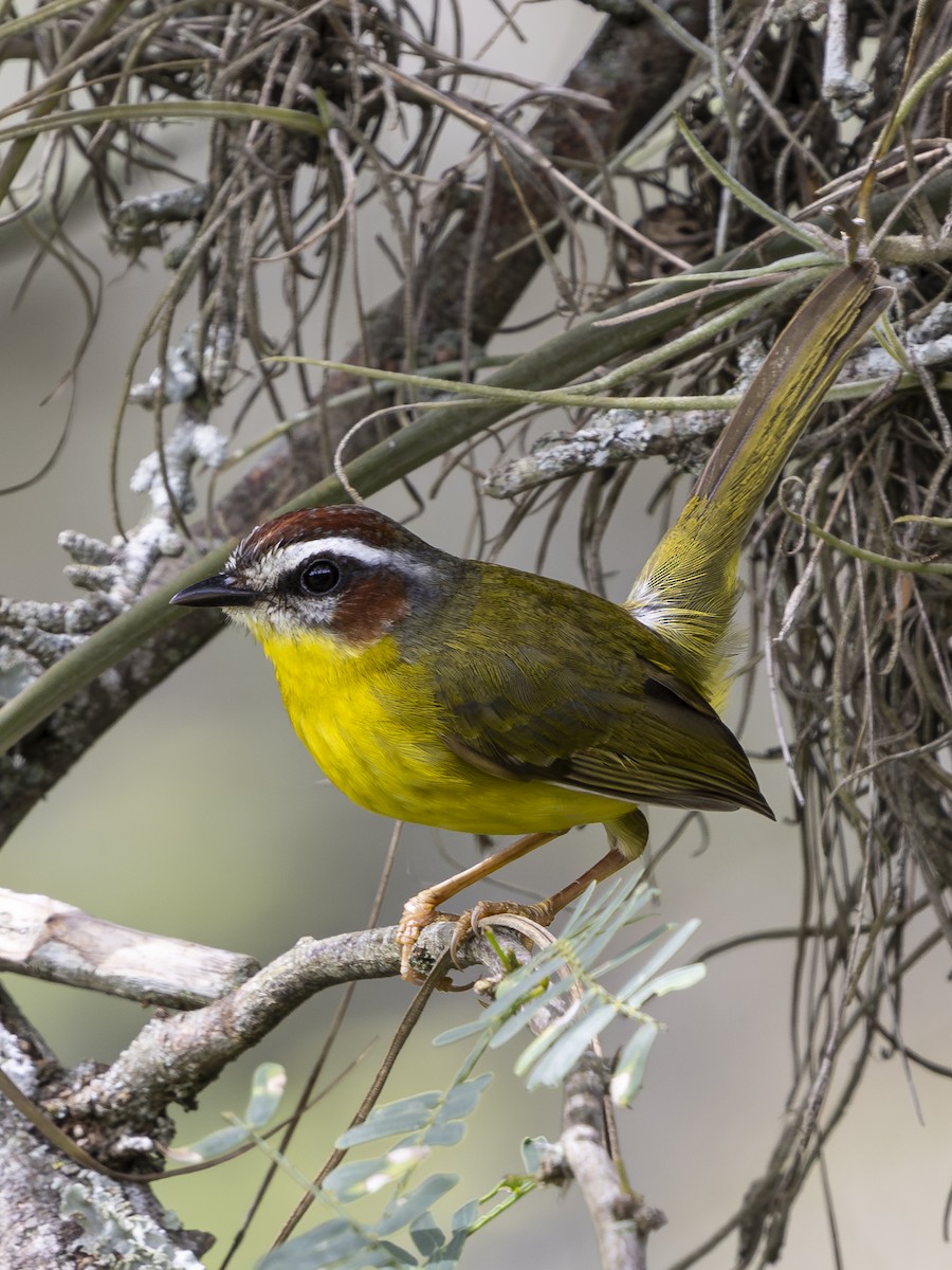 Chestnut-capped Warbler - ML645134234