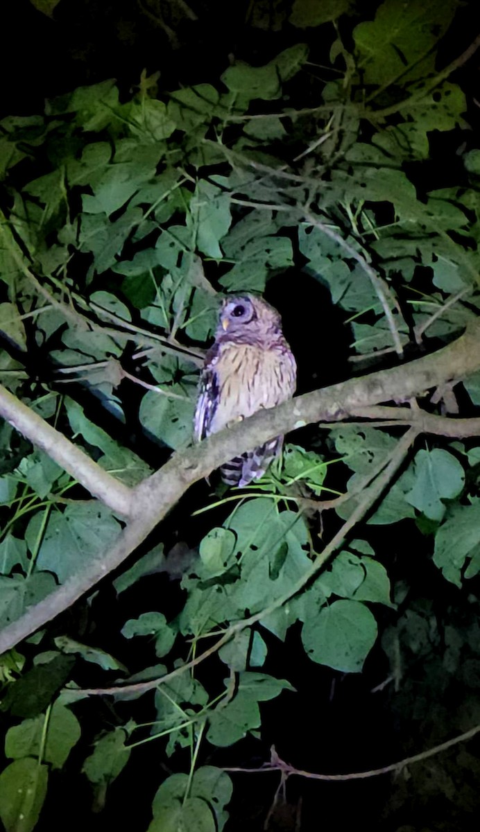 Cárabo Guatemalteco - ML645134235