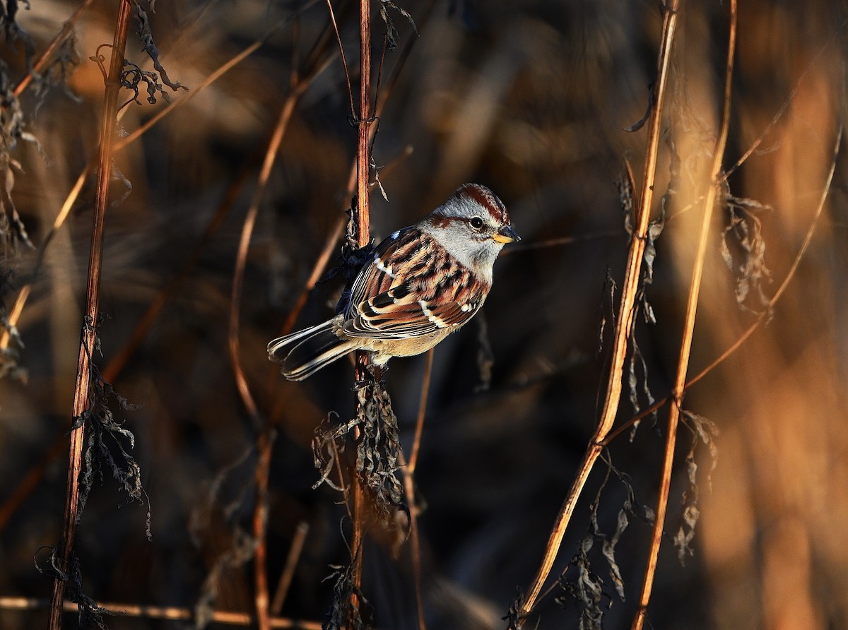 Пасовник північний - ML645134236