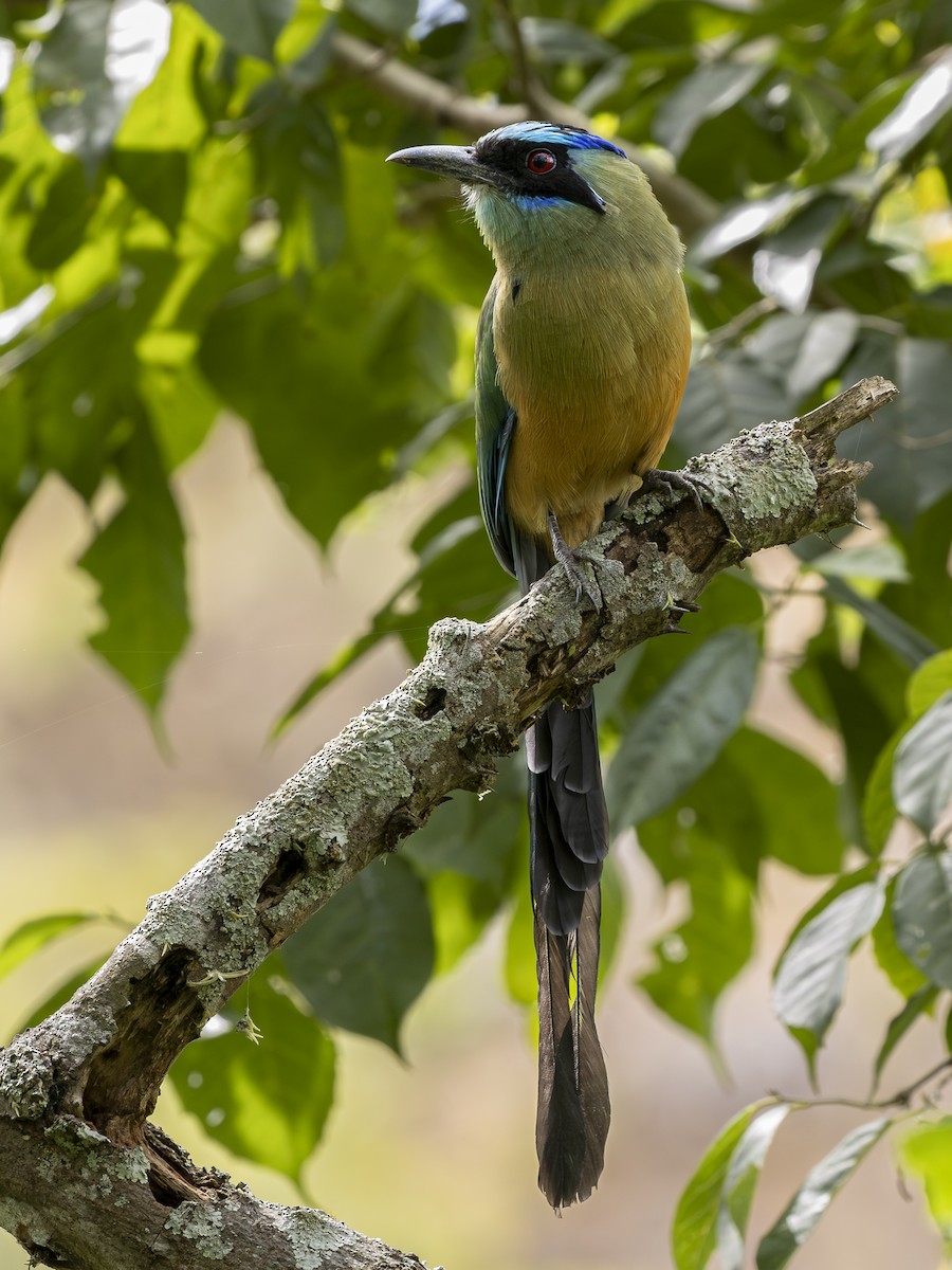 Whooping Motmot - ML645134239