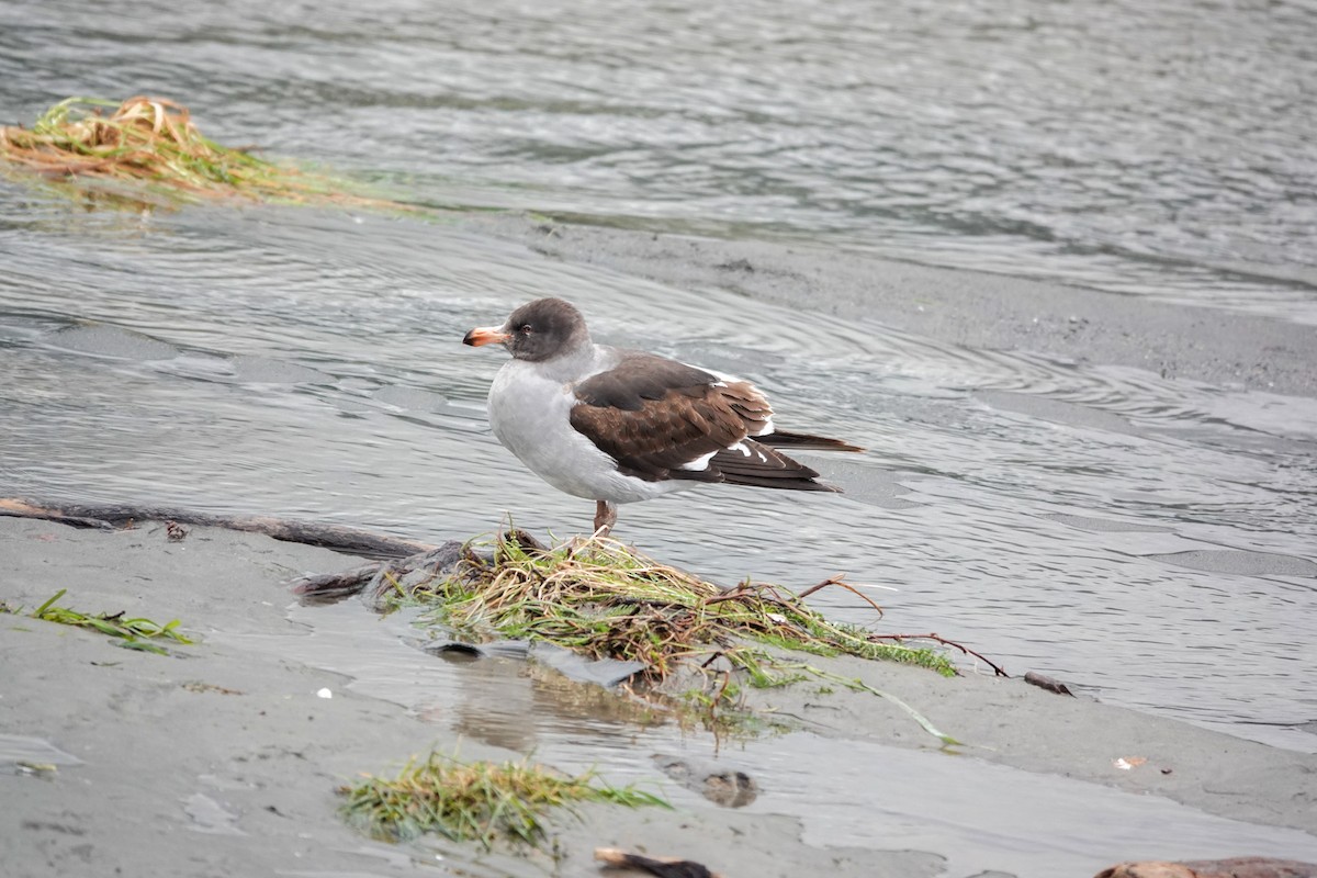Dolphin Gull - ML645134251