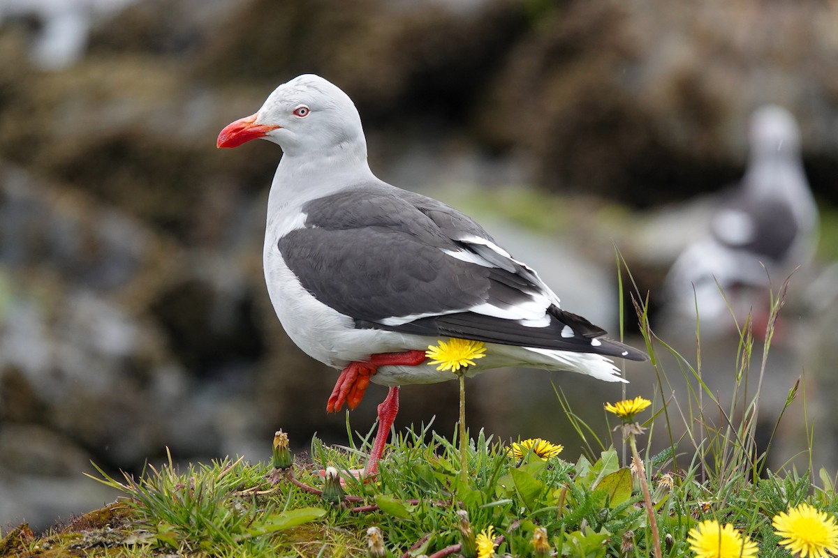 Dolphin Gull - ML645134252