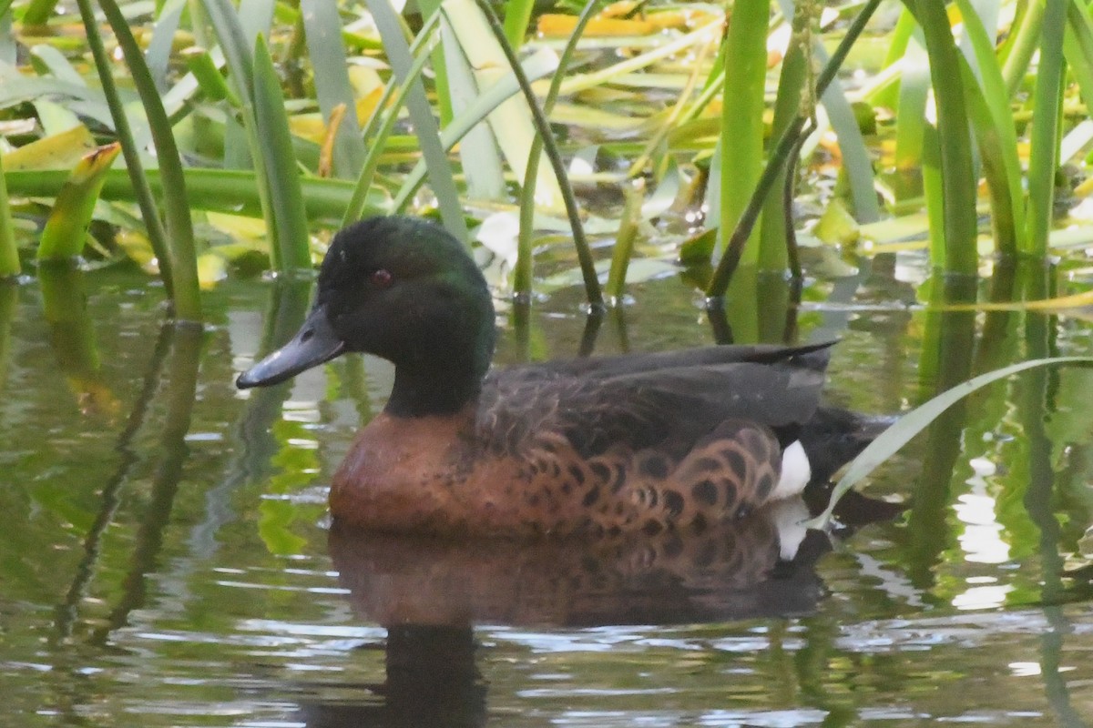 Chestnut Teal - ML645134263
