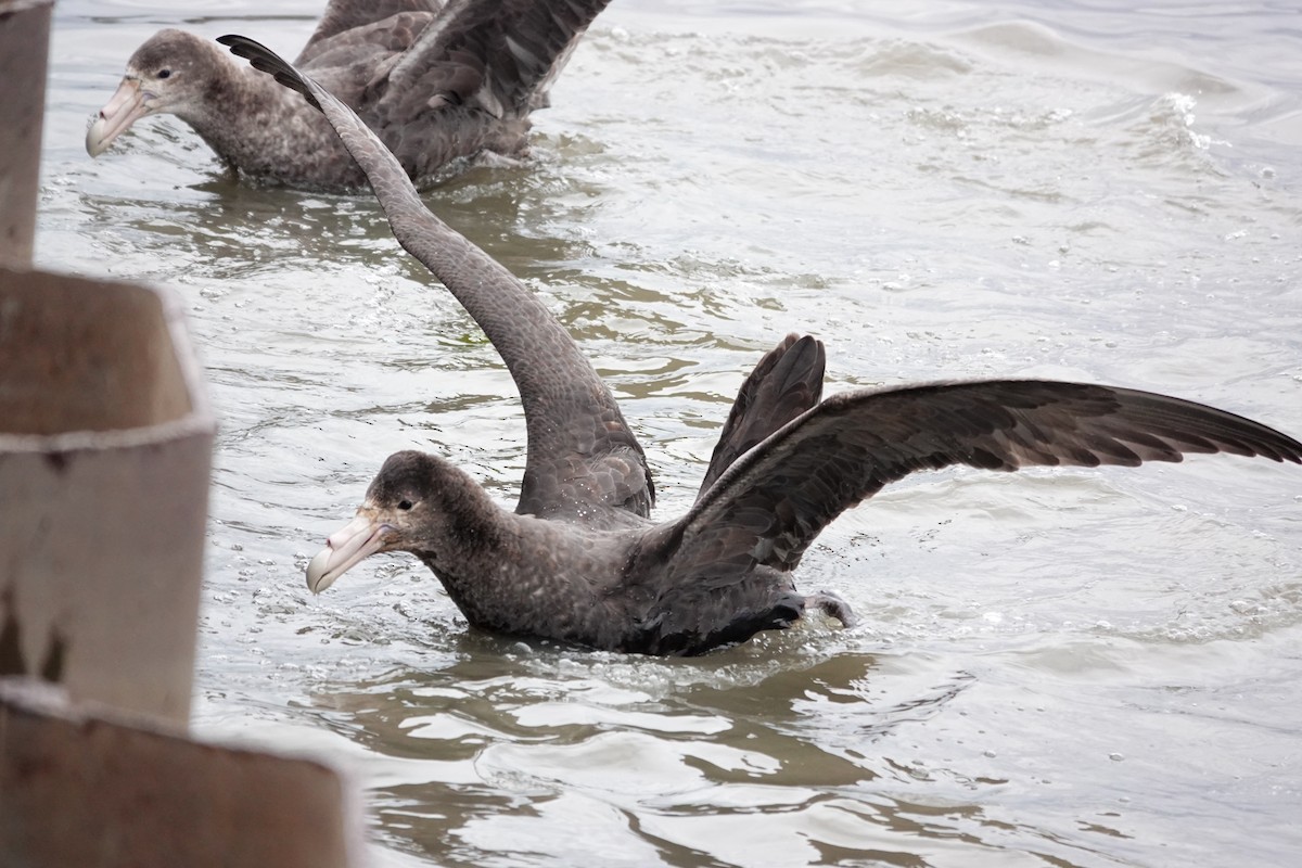 オオフルマカモメ - ML645134268