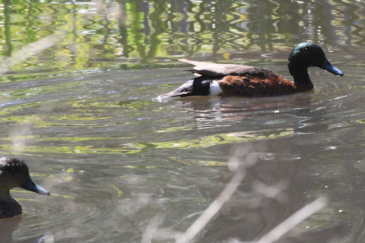Chestnut Teal - ML645134269
