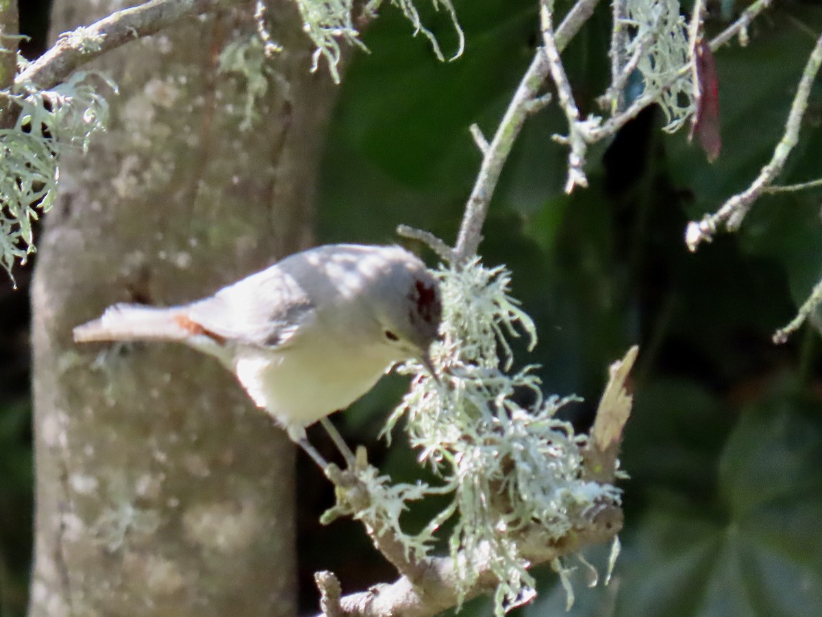 Lucy's Warbler - ML645134272