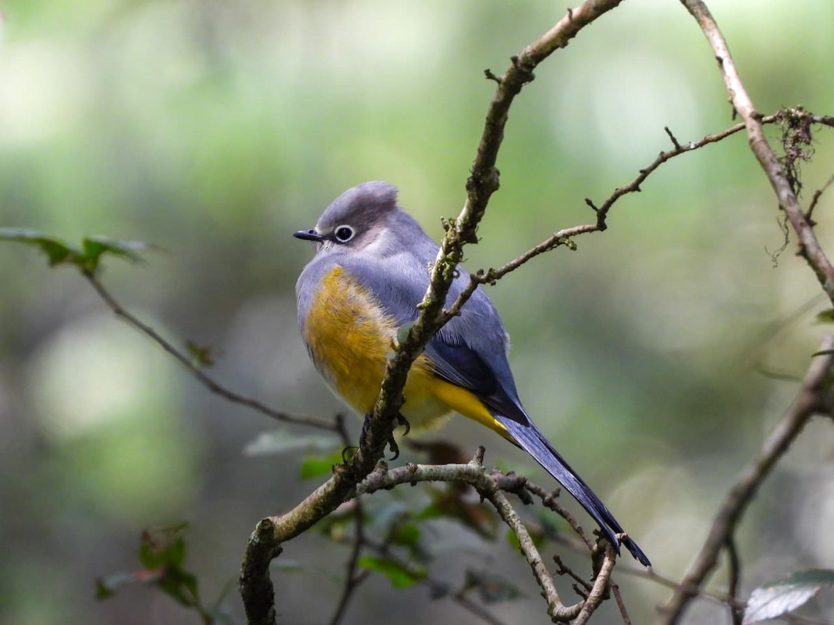 Gray Silky-flycatcher - ML645134274