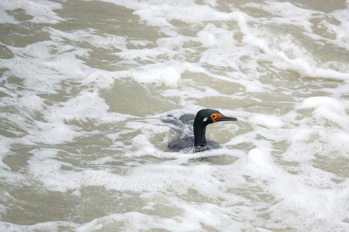 クロクビムナジロヒメウ - ML645134280