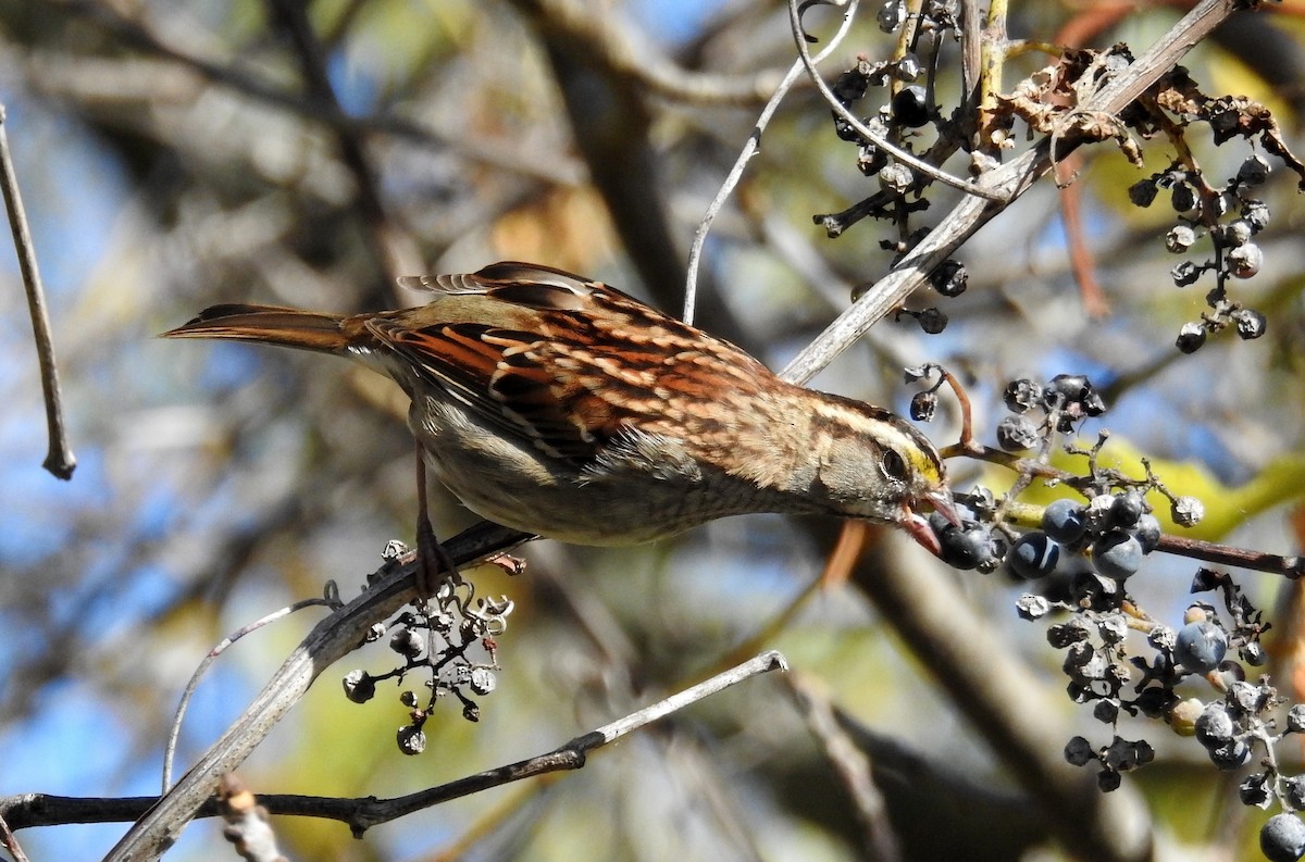 White-throated Sparrow - ML645134283