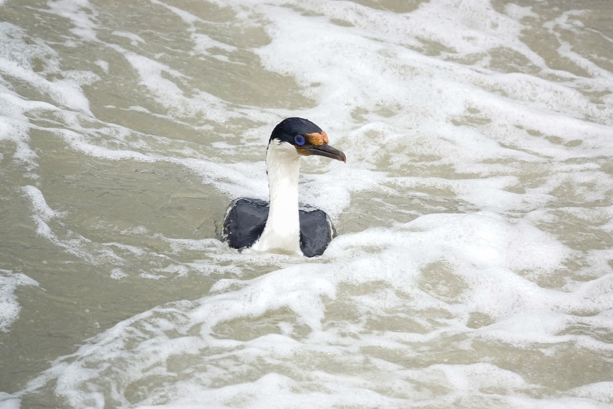 Imperial Cormorant - ML645134286