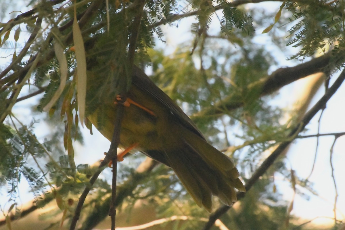 スズミツスイ - ML645134306