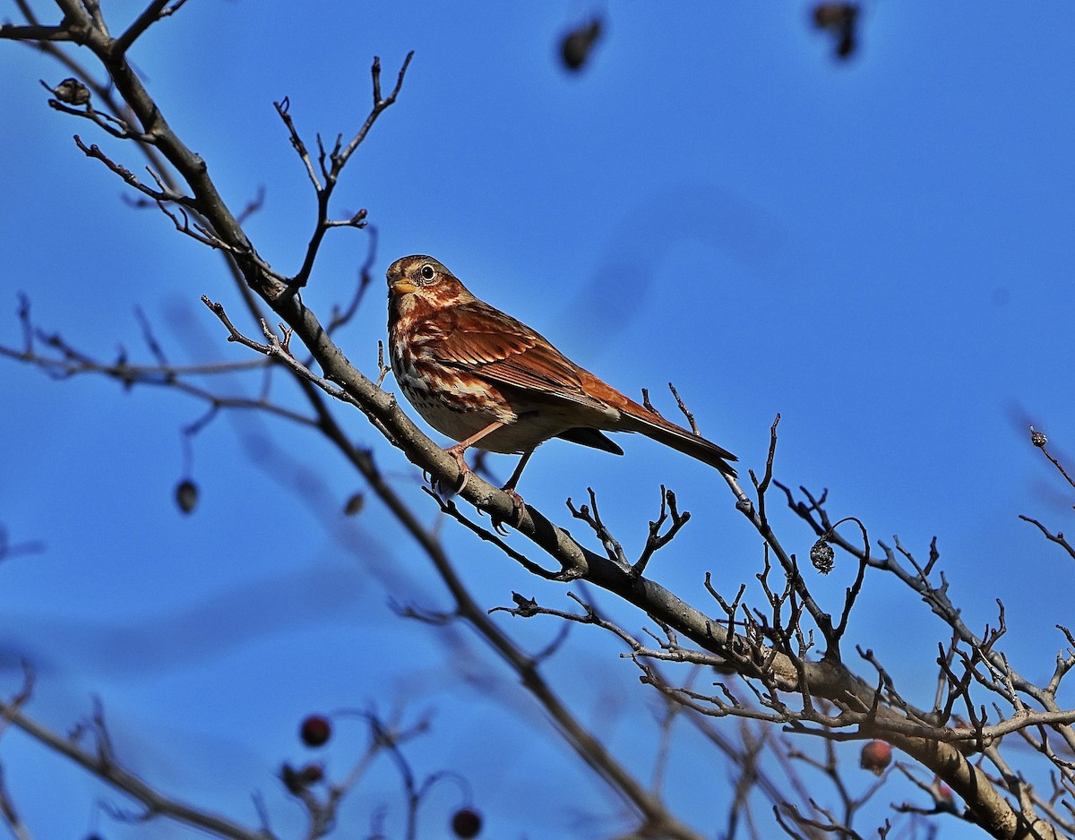 ゴマフスズメ - ML645134308