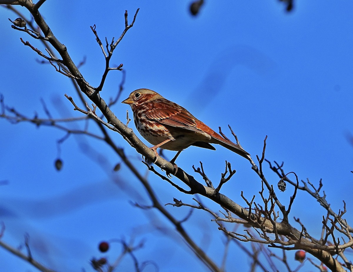 ゴマフスズメ - ML645134309