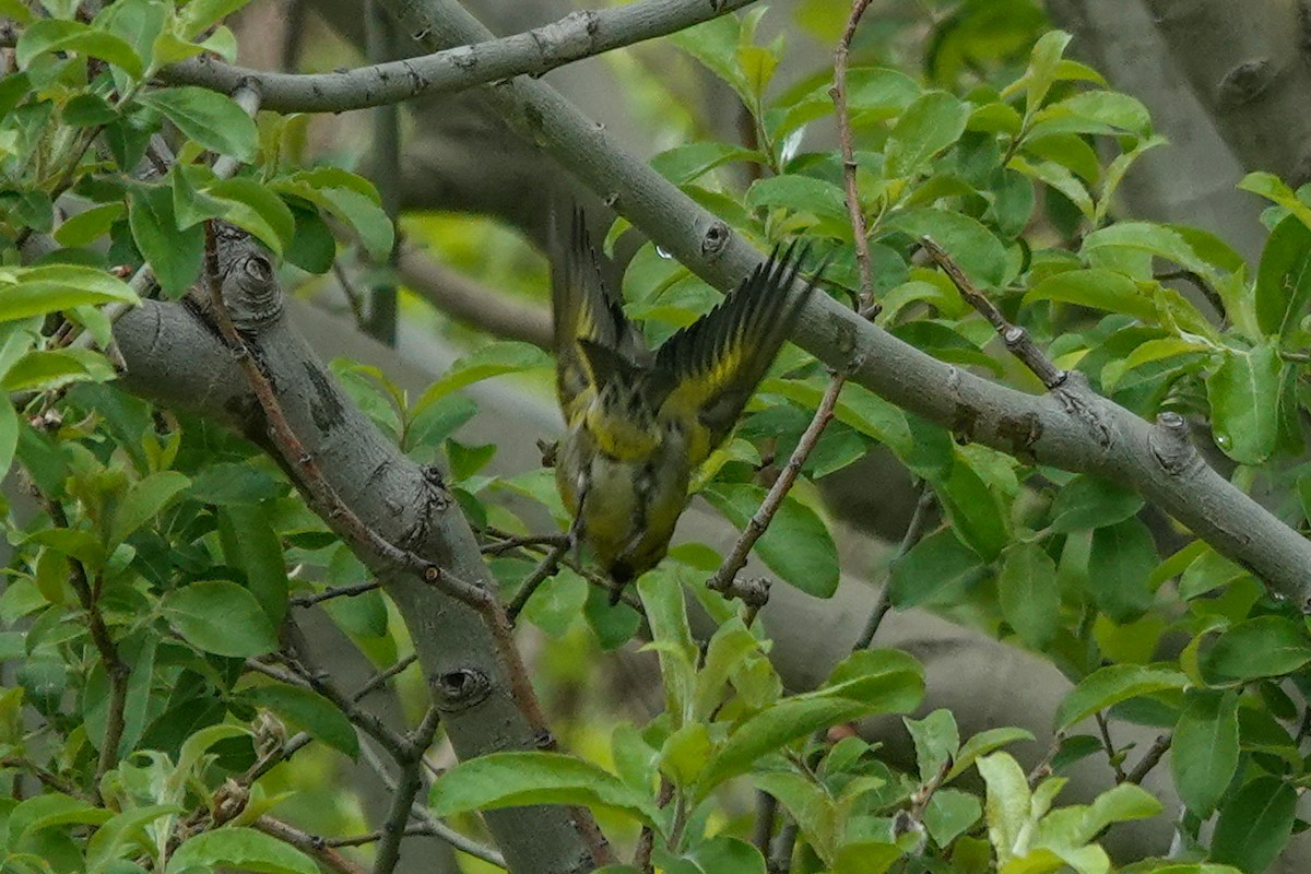 čížek vousatý - ML645134310