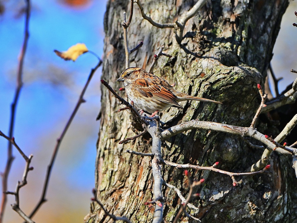 ノドジロシトド - ML645134311