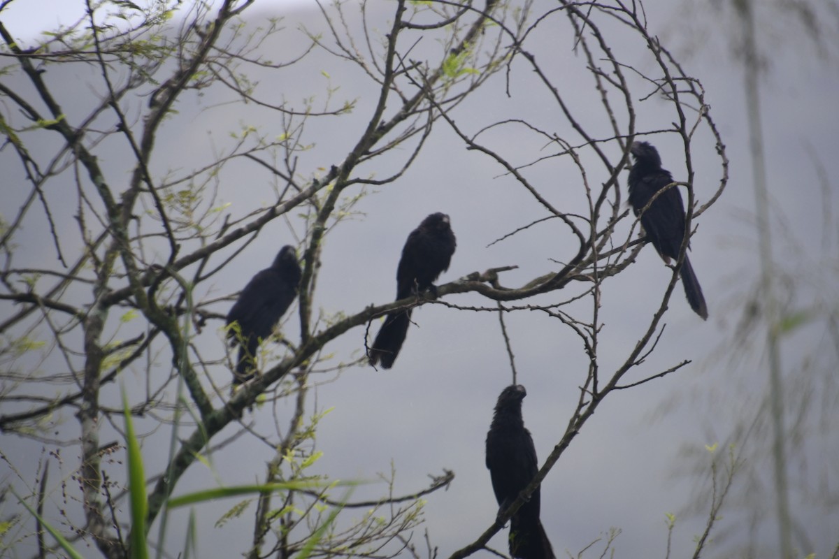 オオハシカッコウ - ML645134312