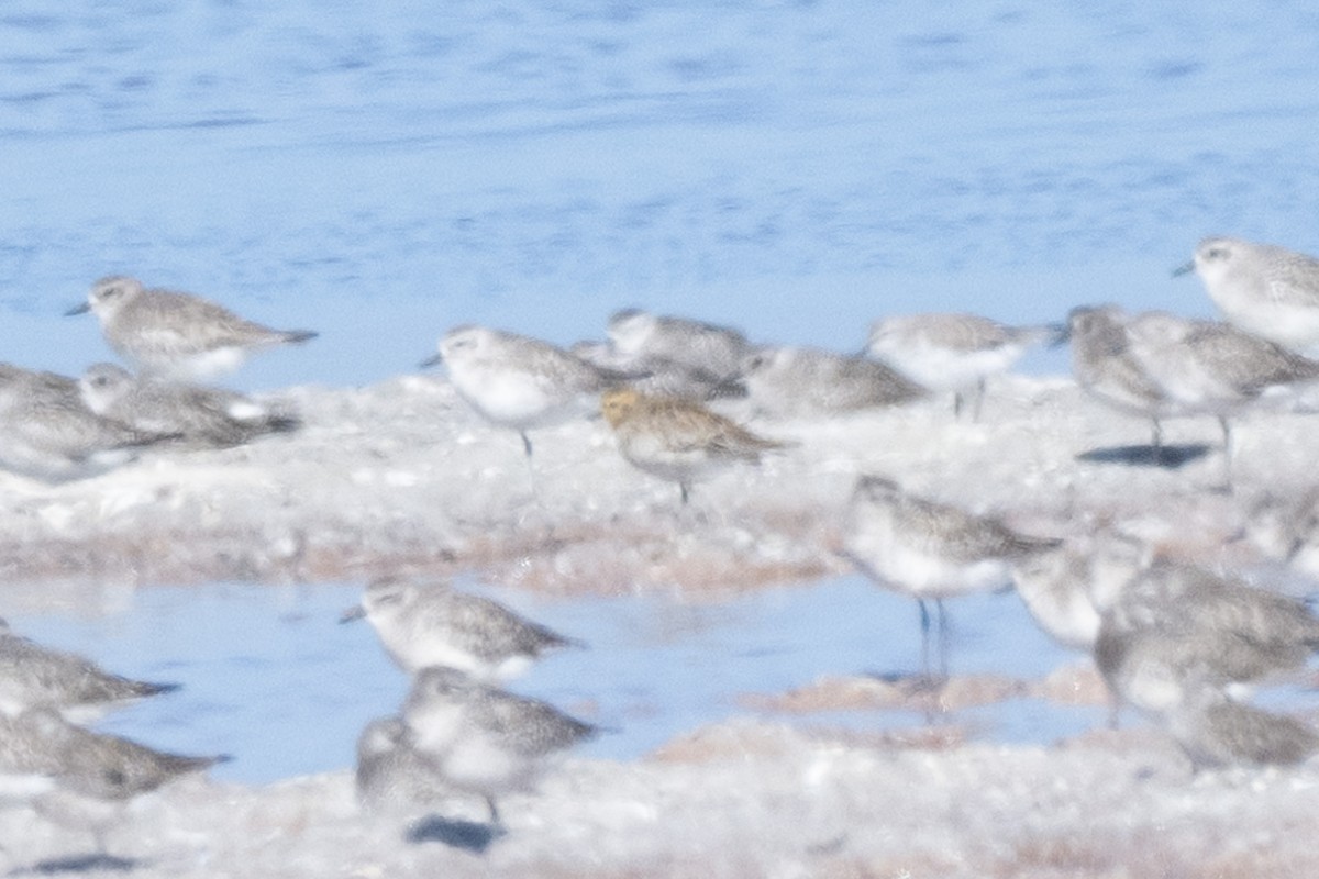 ムナグロ - ML645134313