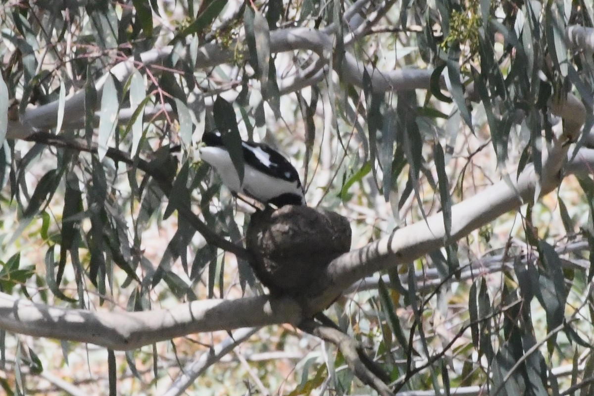 ツチスドリ - ML645134314