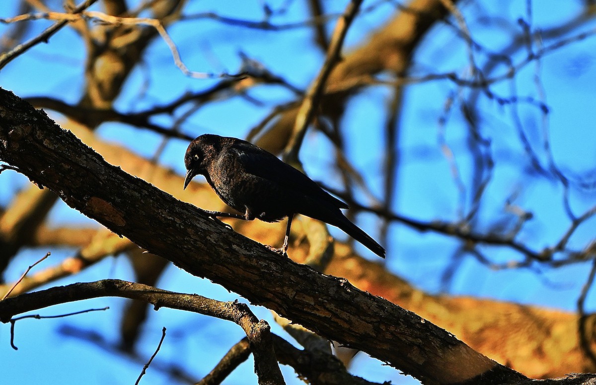 クロムクドリモドキ - ML645134315