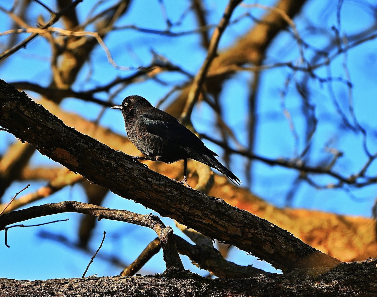 クロムクドリモドキ - ML645134316