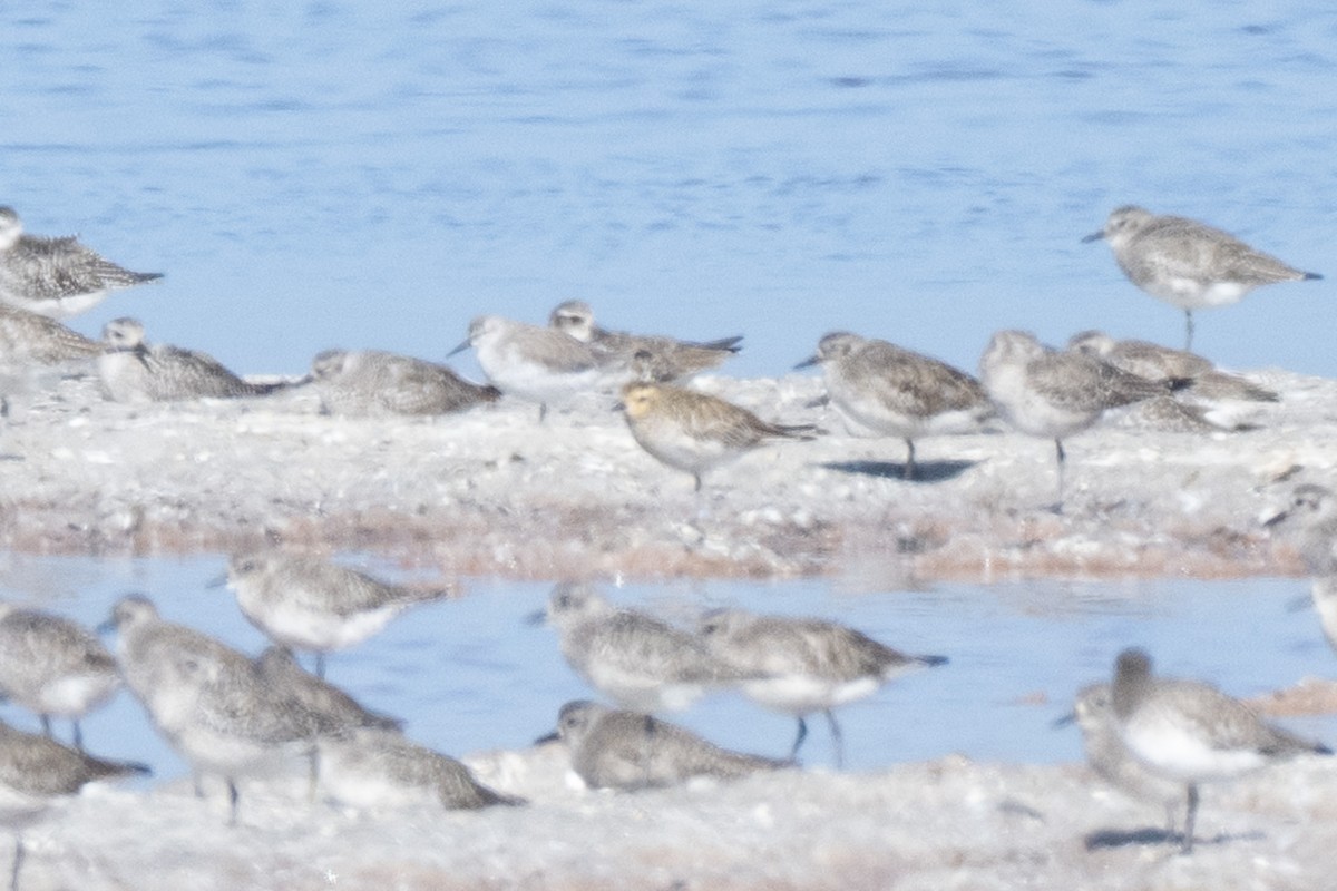 ムナグロ - ML645134317