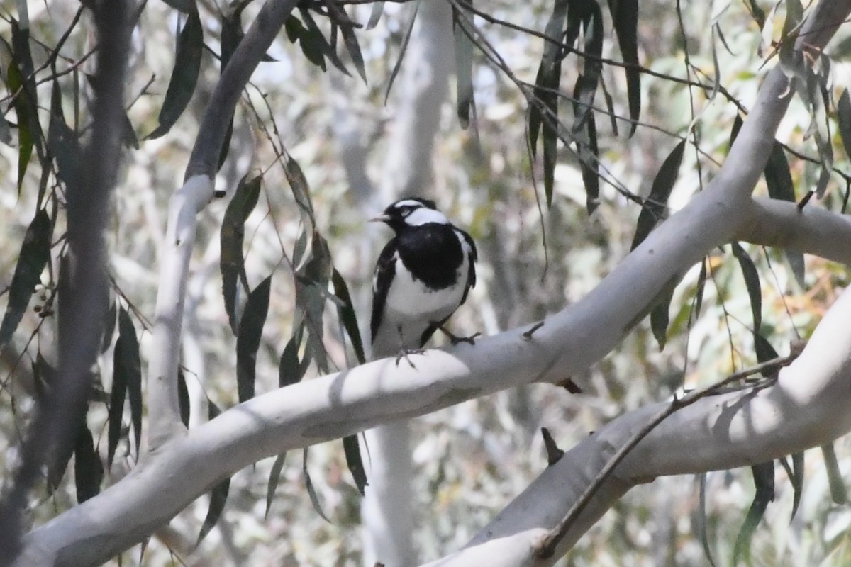 ツチスドリ - ML645134318