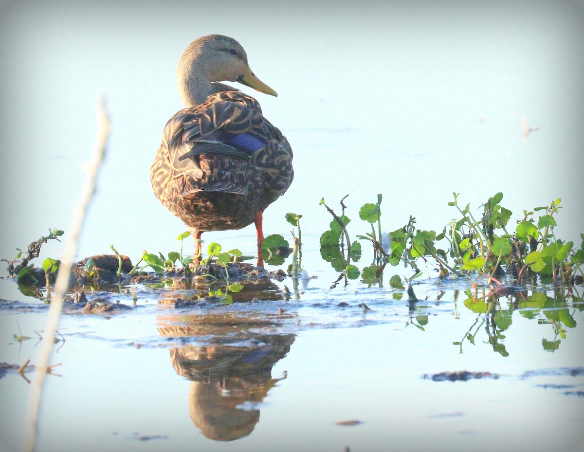 マダラガモ - ML645134319