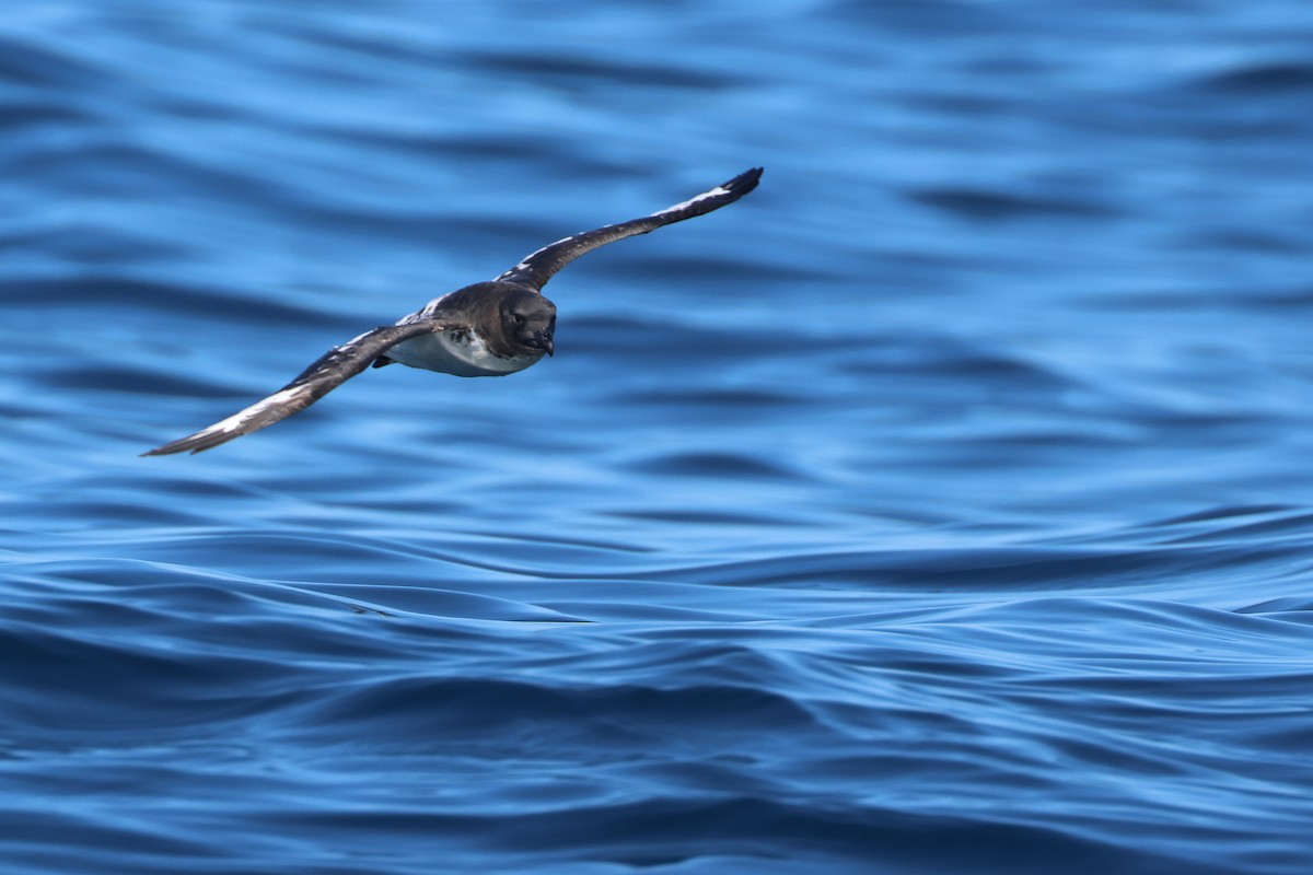 マダラフルマカモメ - ML645134320