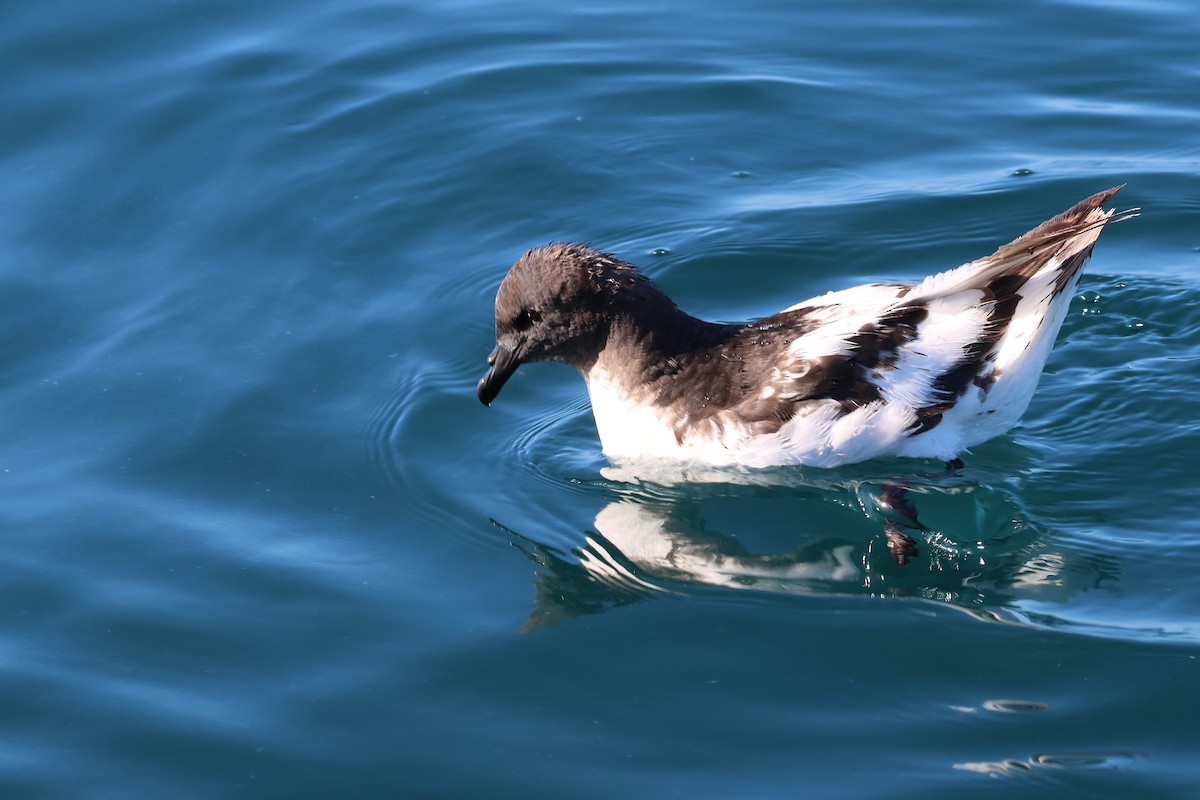 マダラフルマカモメ - ML645134321