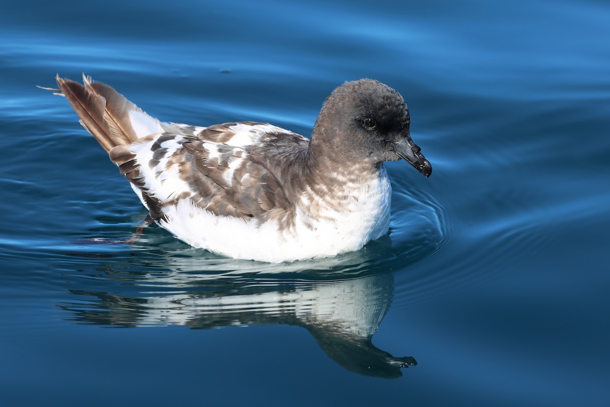 マダラフルマカモメ - ML645134322