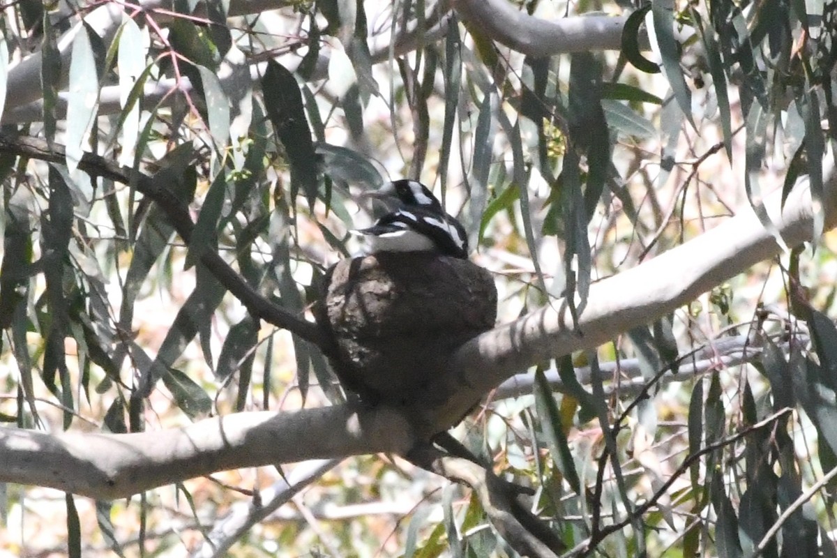 ツチスドリ - ML645134324