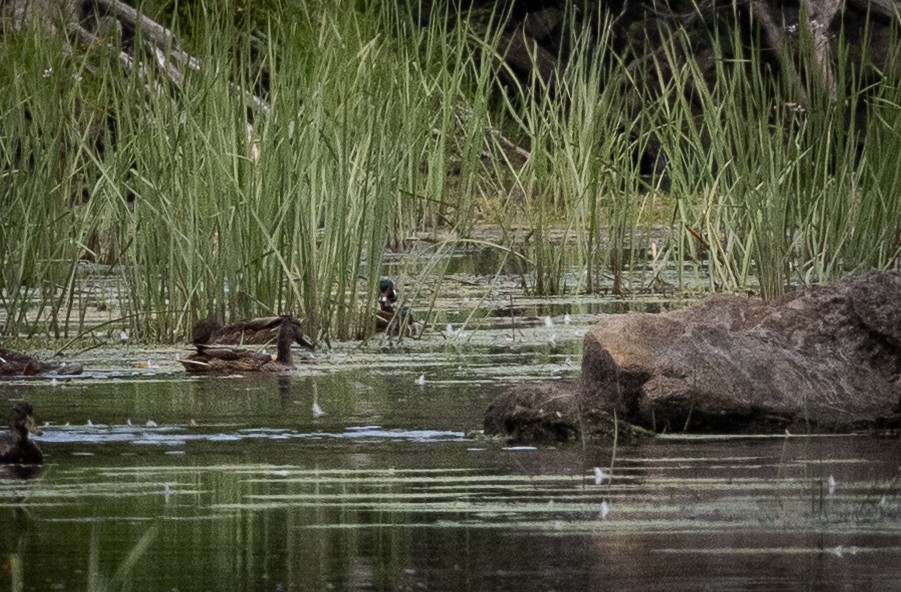 アメリカオシ - ML645134326