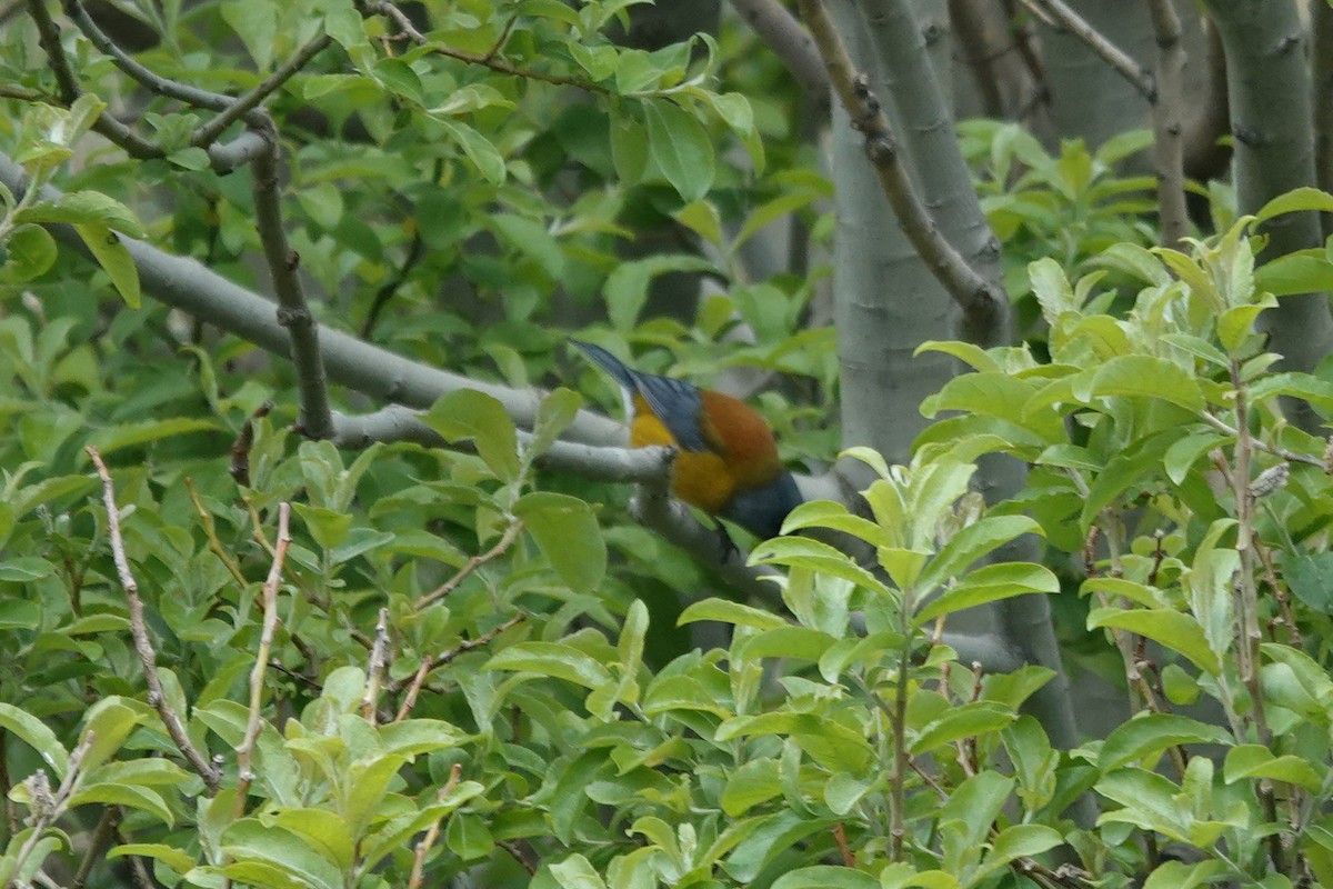 Patagonian Sierra Finch - ML645134328