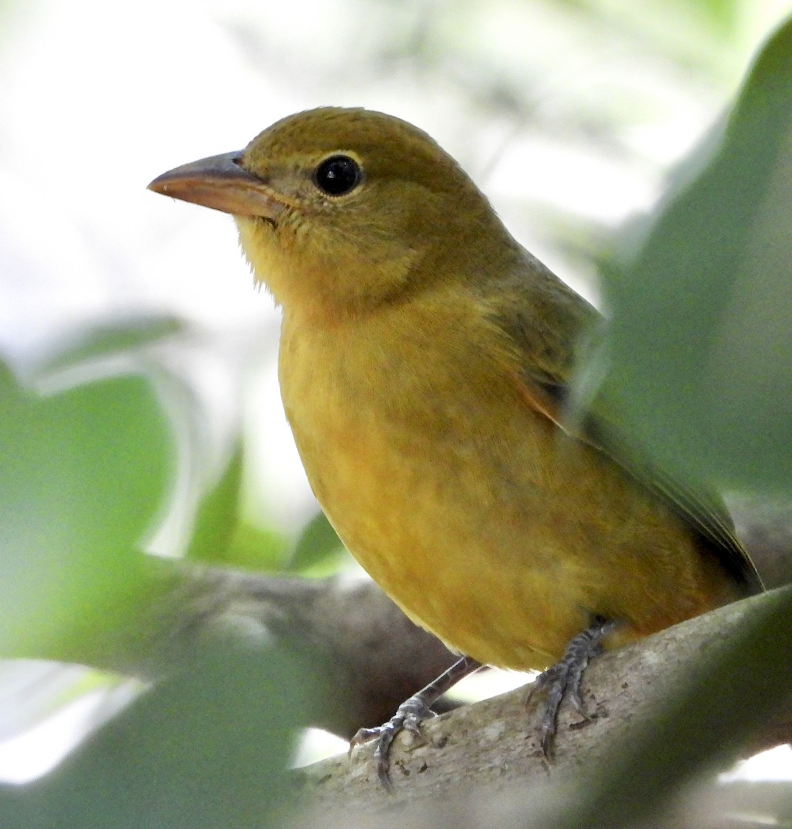 ナツフウキンチョウ - ML645134329