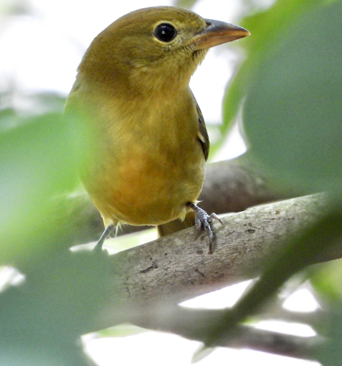 ナツフウキンチョウ - ML645134330