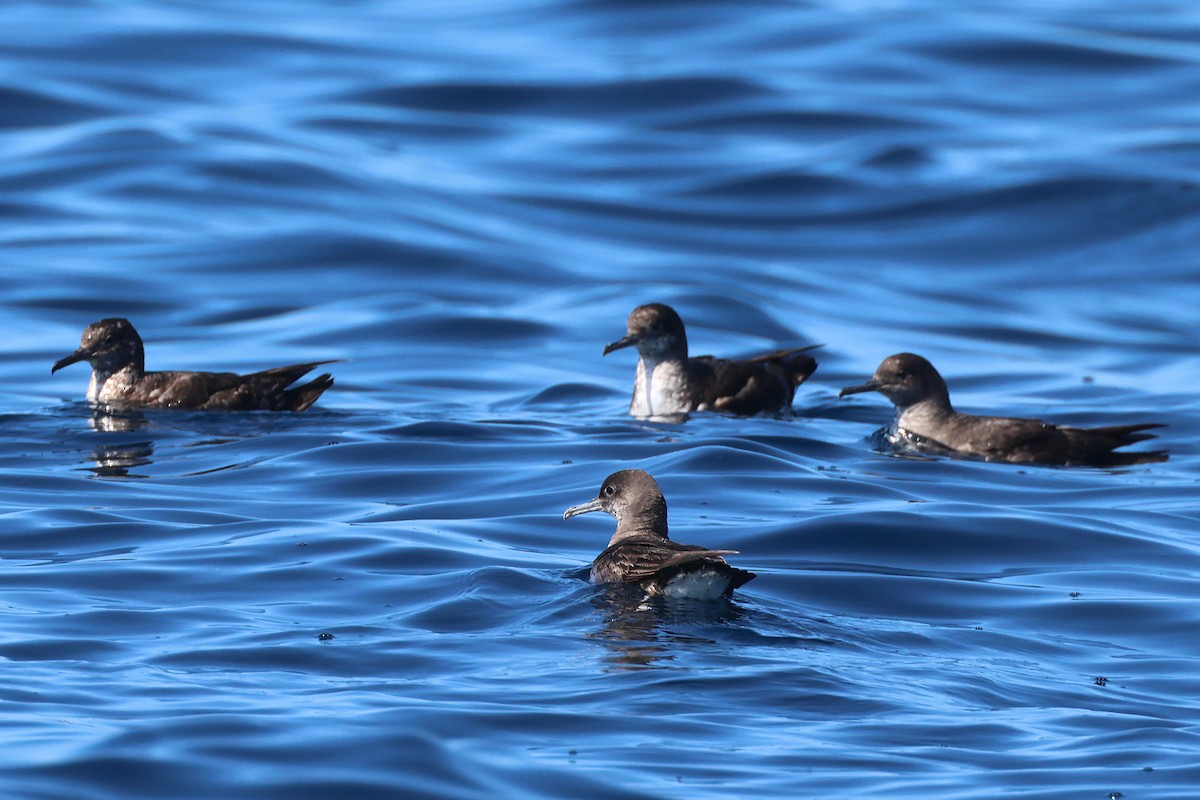 ニュージーランドミズナギドリ - ML645134333