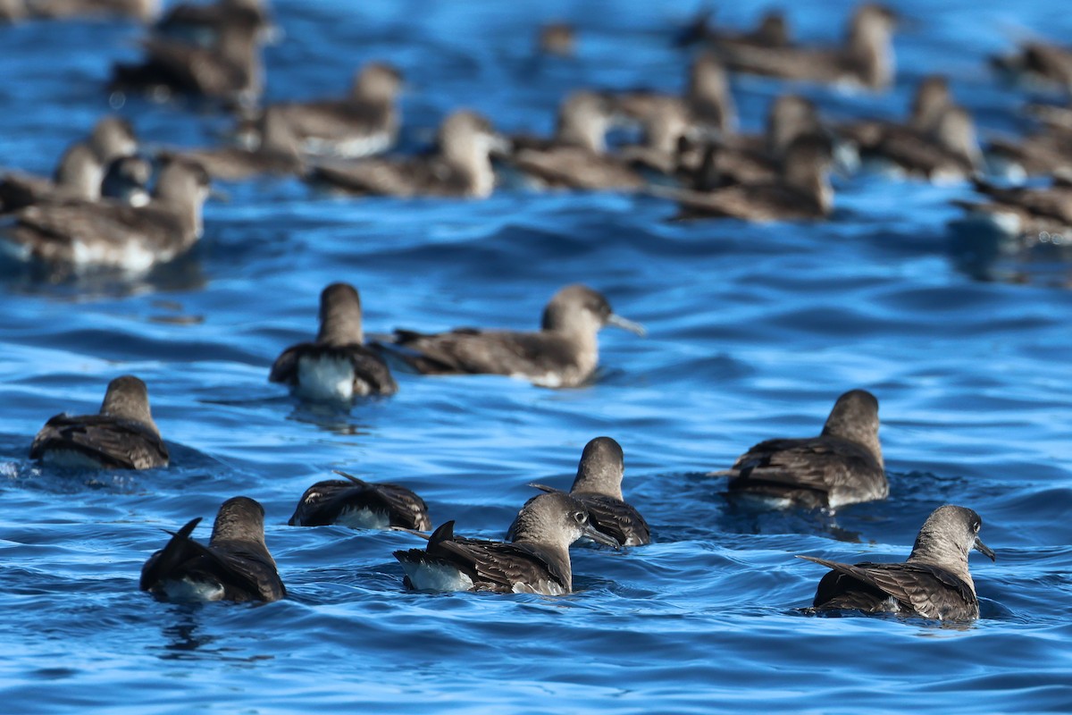 ニュージーランドミズナギドリ - ML645134334