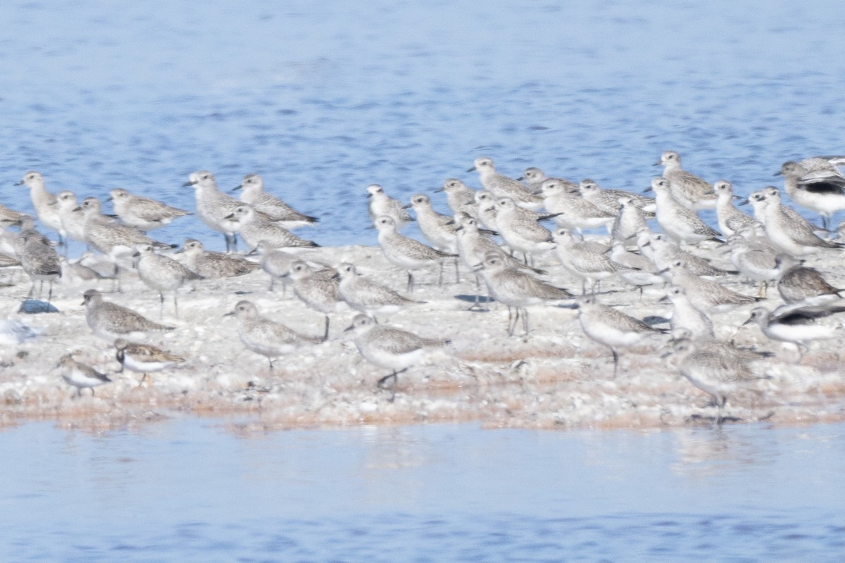 キョウジョシギ - ML645134335