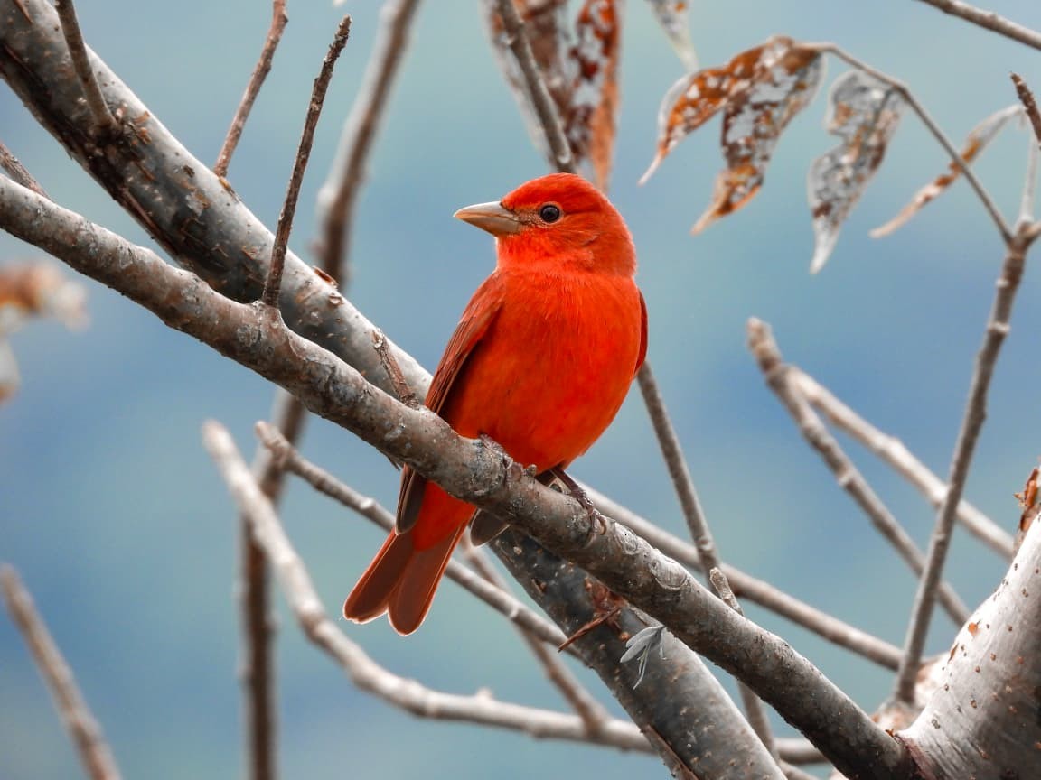 ナツフウキンチョウ - ML645134336