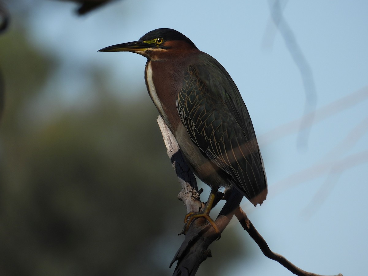 アメリカササゴイ - ML645134337