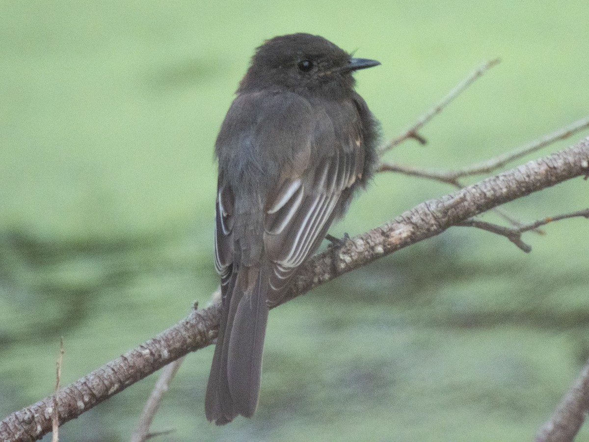 Black Phoebe - ML645134352