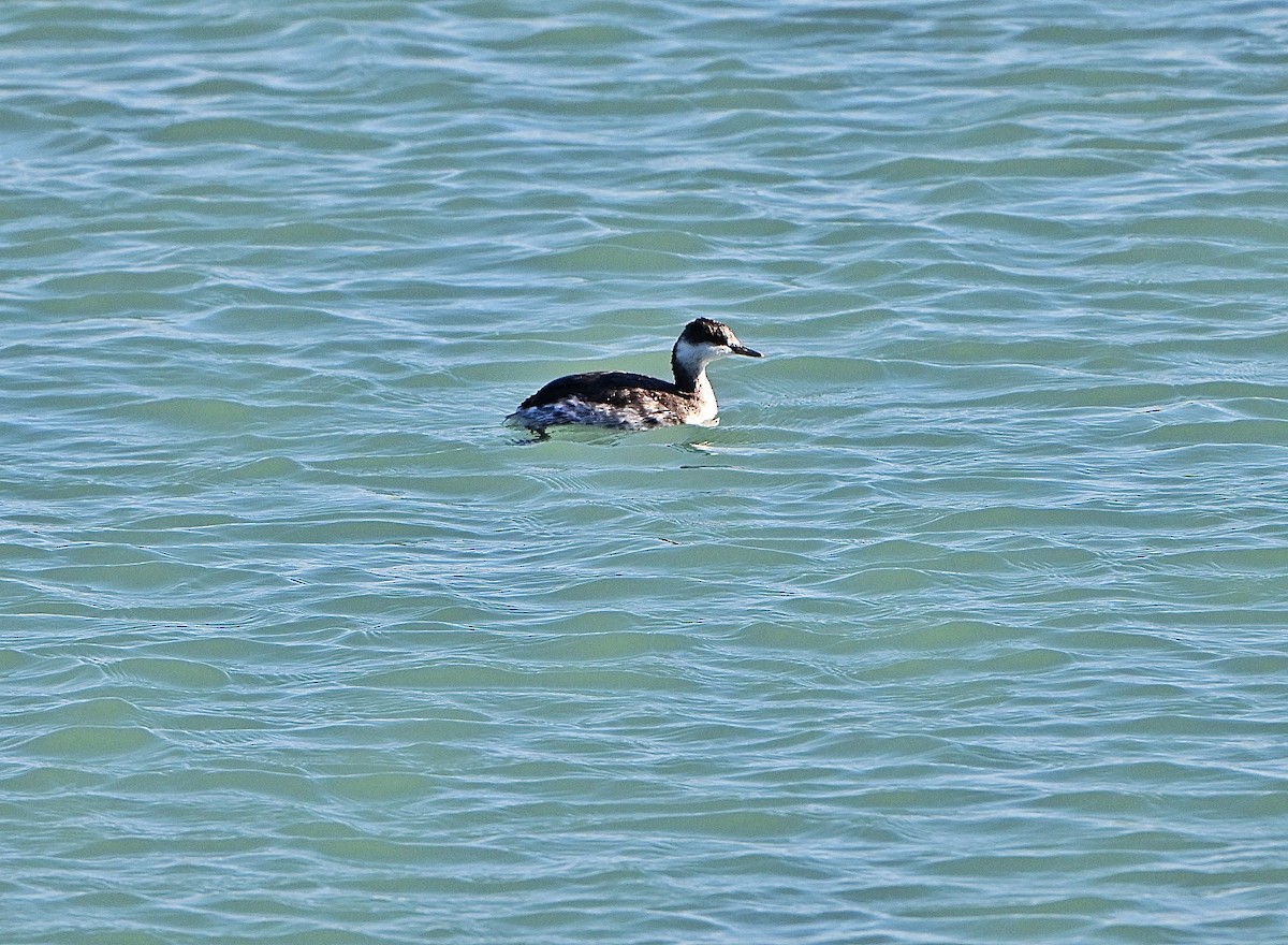 ミミカイツブリ - ML645134364